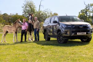 Rob and Dave (pink shirt) Nicholson with shire horses, three-month-old Rosie and mum 14-year-old Orchid with their Hilux Invincible X, at Cannon Hall Farm, South Yorkshire.