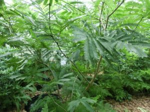 Toyota’s Frontier Research Centre recreated a forest environment in their research laboratory at the Toyota headquarters in Aichi prefecture in Japan in a bid to discover the scientific reasons for how nature can make us feel more relaxed.