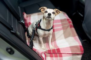 The Yorkshire Vet, Peter Wright, with 11-year-old Jack Russell Terrier, Moomin, in his Toyota RAV4. All Rights Reserved: RKP Photography [Formerly F Stop Press Ltd].