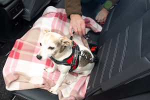 The Yorkshire Vet, Peter Wright, with 11-year-old Jack Russell Terrier, Moomin, in his Toyota RAV4. All Rights Reserved: RKP Photography [Formerly F Stop Press Ltd].