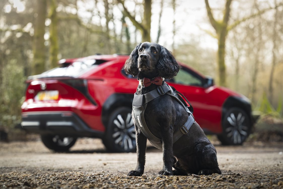 Toyota launches a range of dog travel accessories (modelled by Oscar in the Toyota bZ4X)