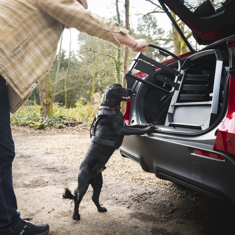 Toyota launches a range of dog travel accessories (modelled by Oscar in the Toyota bZ4X)
