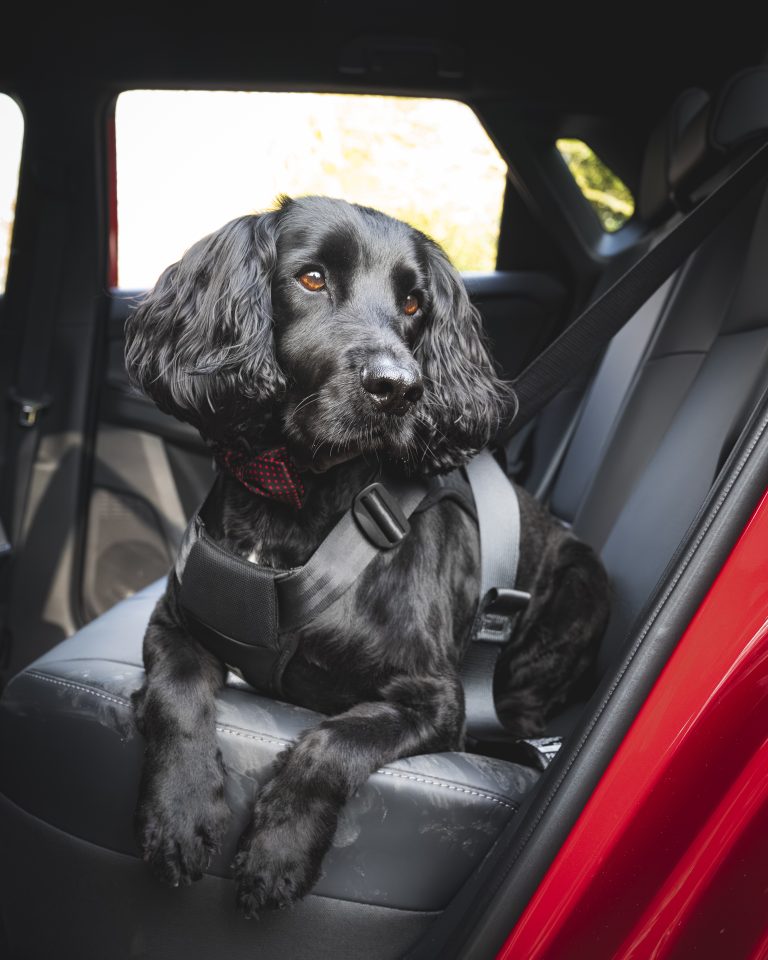 Toyota Centres now stock the Thule Cappy car harness (modelled by Oscar in the Toyota bZ4X)